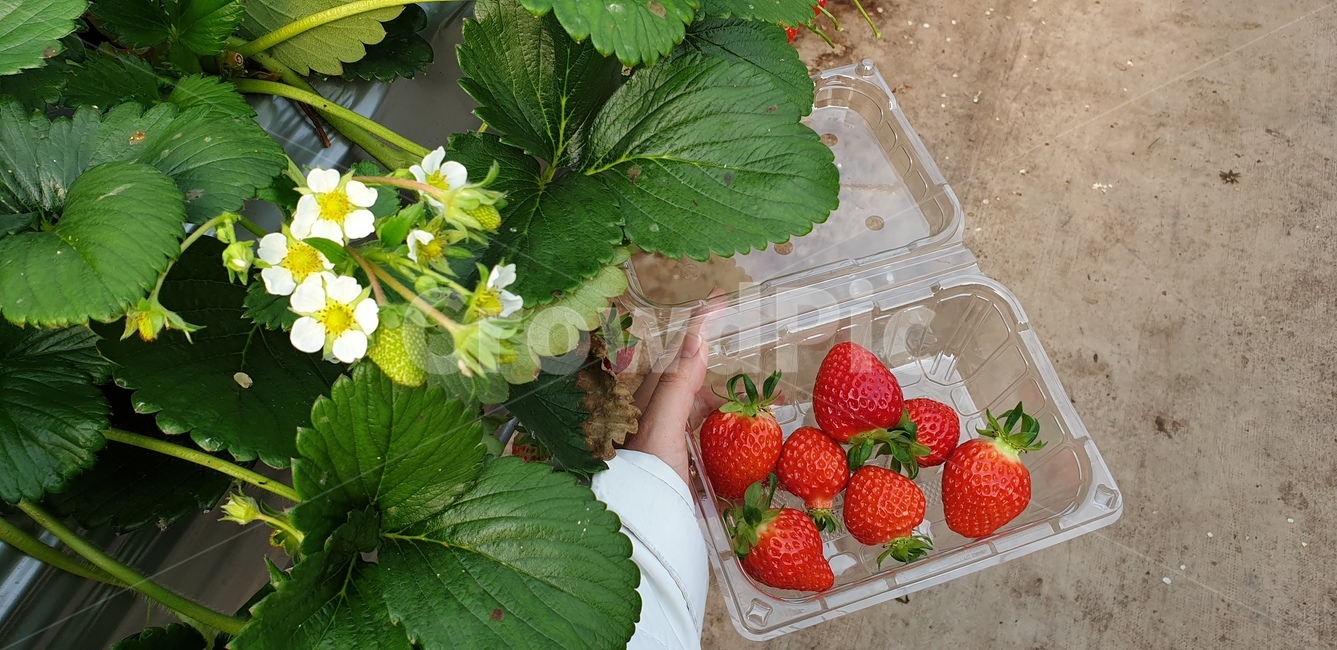 딸기,딸기체험,딸기따기,과일,strawberry,fruit,수확,과일,열매,fruit