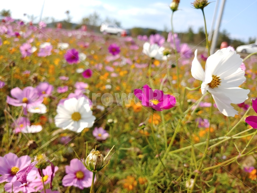 코스모스,자연,가을,꽃밭,풍경,식물,자연,plants,nature,꽃,flower