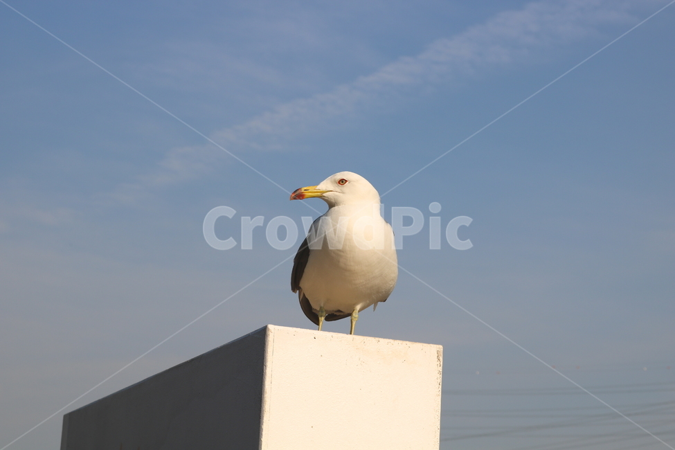 갈매기,새,조류,바다,동물,하늘,자연,동물,animal,조류,새,birds