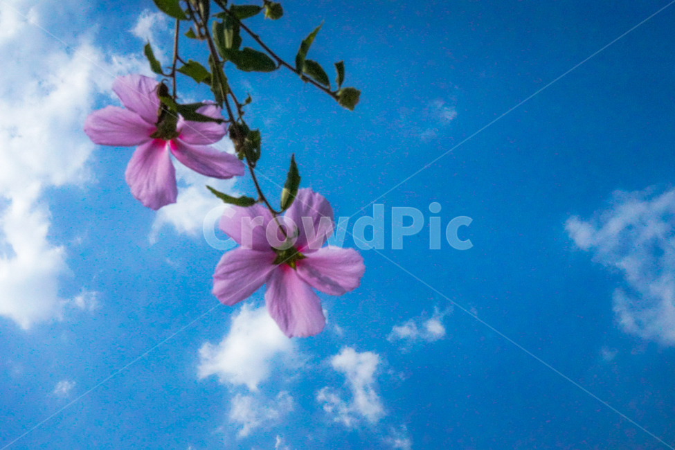 무궁화,하늘,구름,식물,풍경,흰구름,식물,자연,plants,nature,꽃,flower