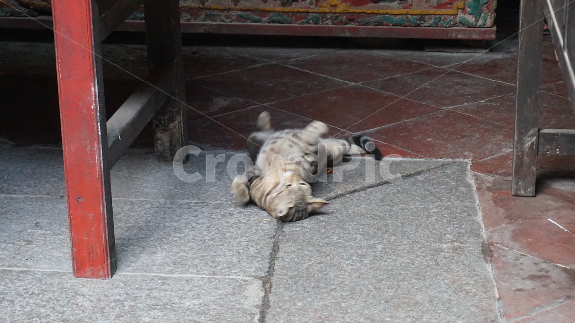 고양이,고양,캣,냥냥,동물,귀여움,동물,animal,포유류,mammal,고양이,cat,kitten,kitty