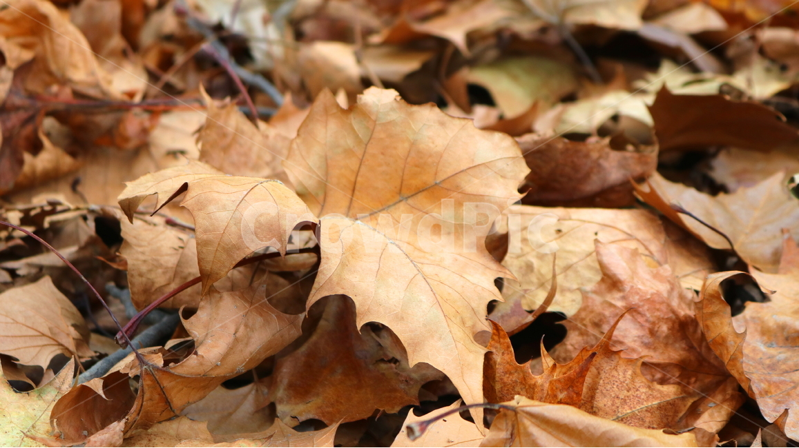 낙엽,단풍,나뭇잎,자연,가을,가을,계절,fall,autumn,season,leaf,잎,plant,식물