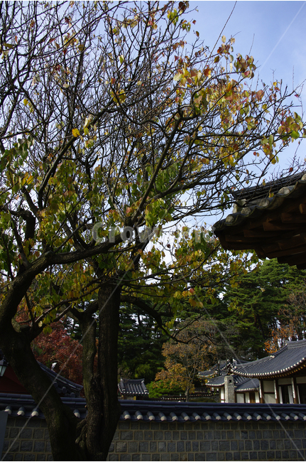 오죽헌,나무,기와,지붕,기와지붕,한국,전통가옥,자연,풍경,nature,landscape,한국자연풍경,한국자연경관,korea nature landscape,한국전통,한국문화,korean traditional,korean culture,건축물,건물외관,exterior,building,structure,architecture,construction,outdoors,옥외
