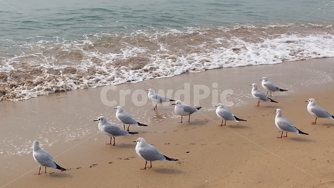 갈매기,바다,바닷가,새,자연,해변,바다,beach,sea,동물,animal,조류,새,birds