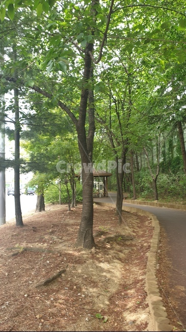 나무,여름,자연,초록,summer