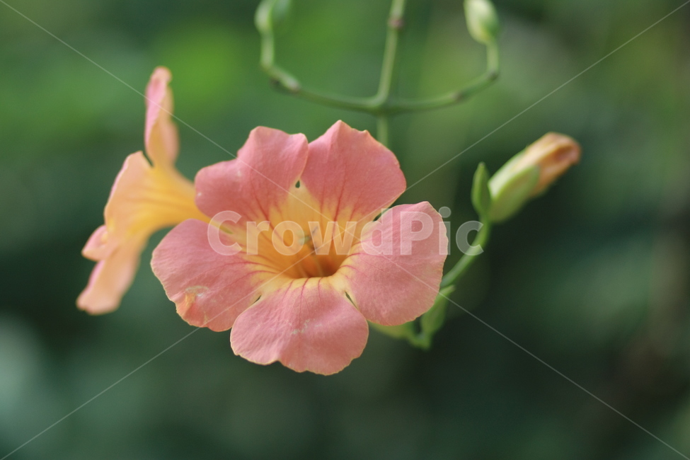자연,식물,꽃,풀,nature,plant,flower,grass,식물,자연,plants,nature,꽃,flower