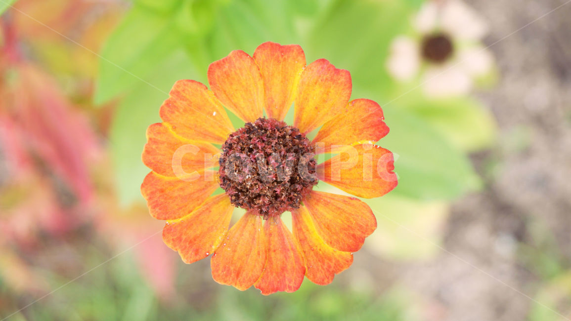 가을,꽃,flower,blossom,plant,예쁜꽃,가을꽃,주황색꽃,꽃잎,꽃한송이,배경화면,가을감성,식물,자연,plants,nature,꽃,flower