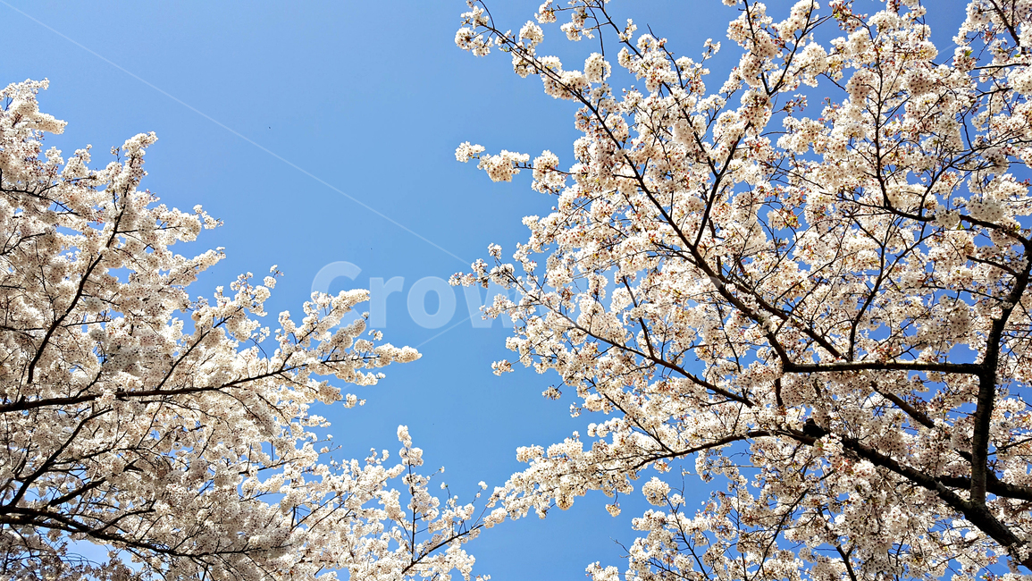 꽃,blossom,cherryblossom,식물,plant,벚꽃,벚나무