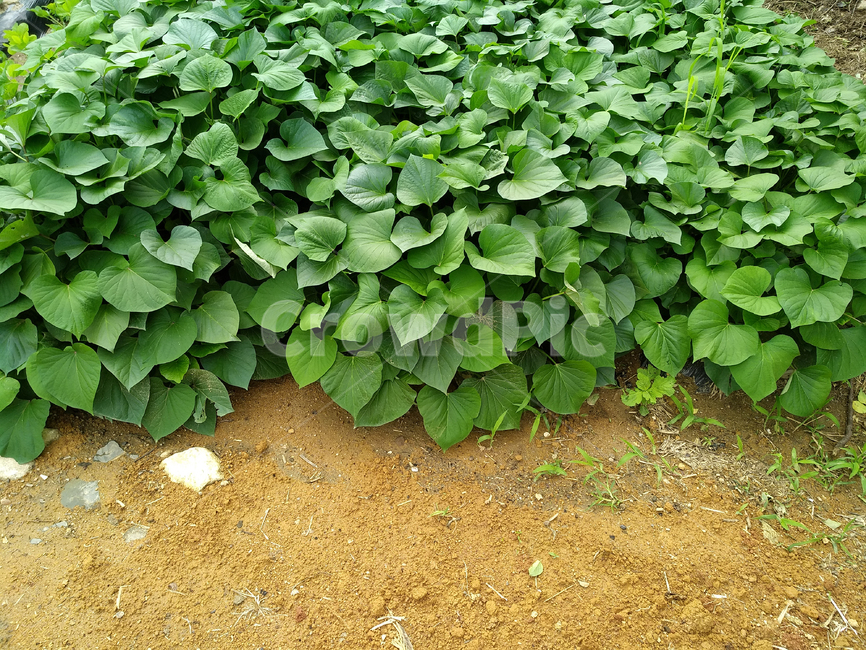 고구마,고구마잎,고구마줄기,농작물,고구마재배,나물,식물,자연,plants,nature,농업,농사,agriculture,farming,farming industry