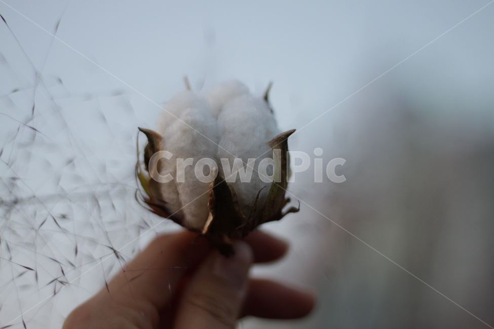 목화,꽃,핑크뮬리,공원,가을,목화씨,실루엣