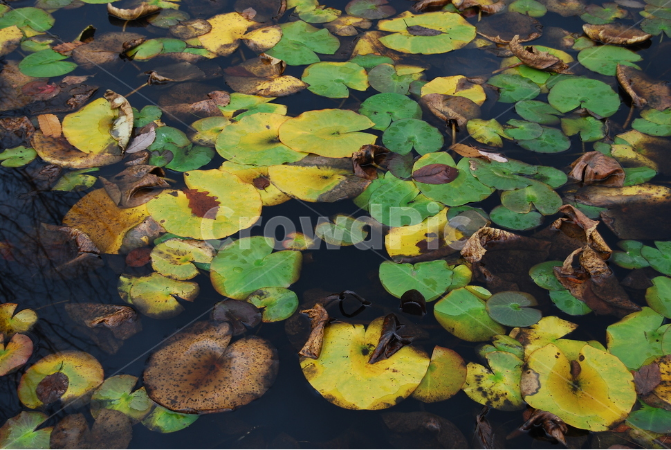 갑장산,공원,자연,계절,휴양지,식물,자연,plants,nature