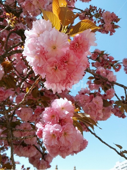 꽃,식물,꽃나무,벚꽃,blossom,flower,봄,계절,spring,season,식물,자연,plants,nature,꽃,flower,plant