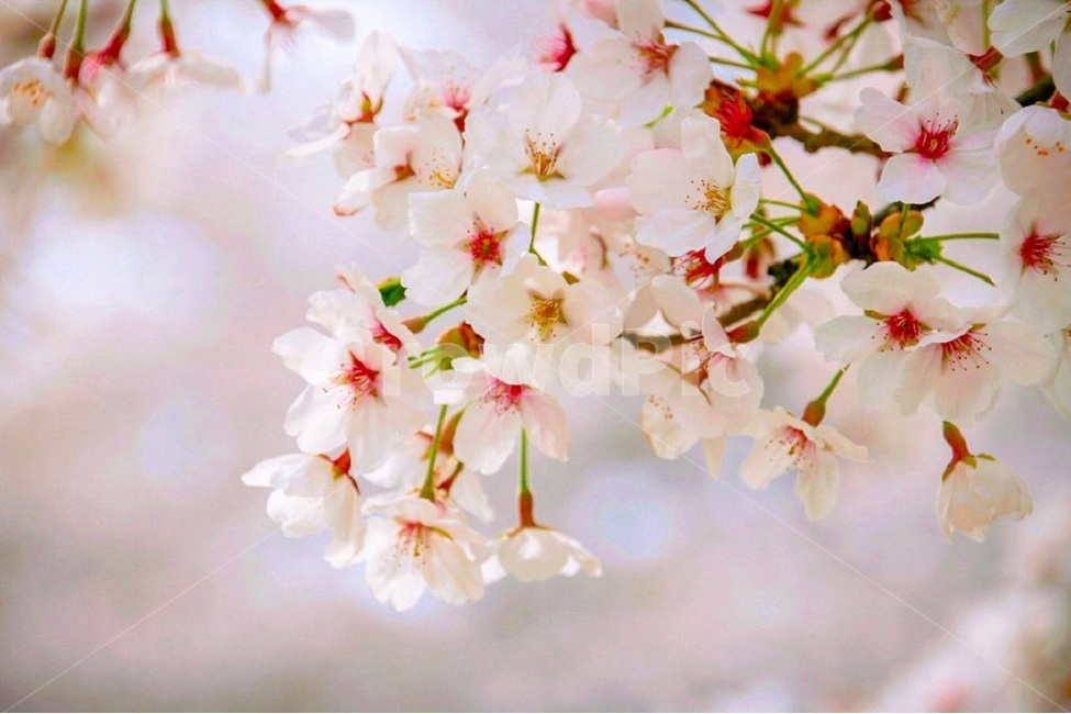 나들이,벚꽃,봄,풍경,감성,봄,계절,spring,season,식물,자연,plants,nature,꽃,flower,감성,sensible,feeling,plant