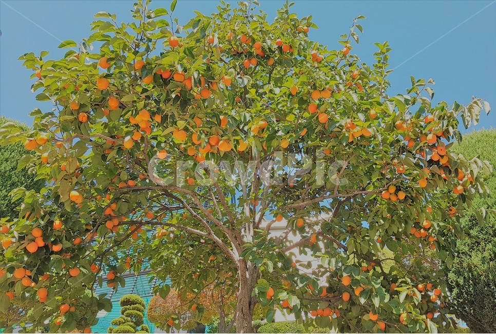 나무,과일,매달리다,열매,열리다,풍경,배경,웅장한,크다,맛있는,수확하다,가을,하늘,tree,Fruit,Hangon,Form,scenery,background,Magnificent,big,delicious,Reapaharvest,fall,sky,가을,계절,fall,autumn,season,식물,자연,plants,nature,나무,trees,wood,plant