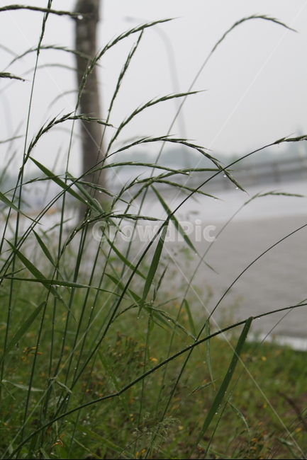 비,감성,들풀,잔디,자연,접사,식물,자연,plants,nature,비,비오는날,rain,rainy