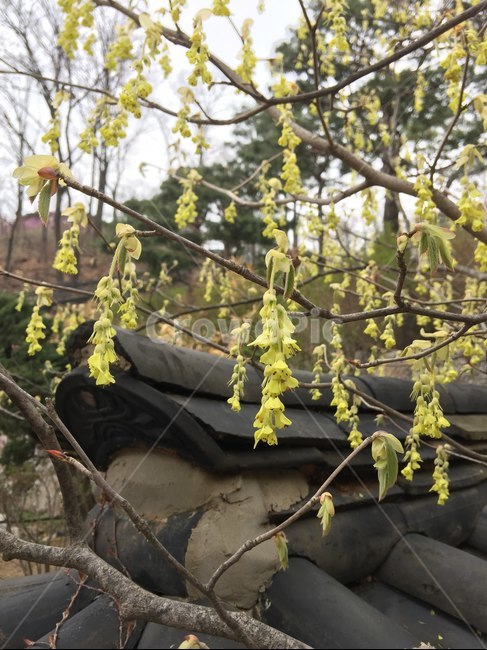 히어리,화담숲,초봄,봄꽃,토종,노랑꽃,기와,한국전통,한국문화,korean traditional,korean culture,식물,자연,plants,nature,꽃,flower