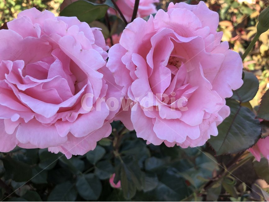 장미,오월,꽃,장미축제,장미꽃사진,식물,자연,plants,nature,꽃,flower