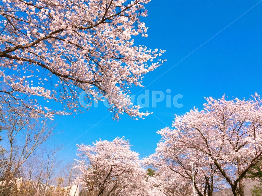벚꽃,보문단지,하늘,풍경,봄,분홍색,하늘색,맑음,푸름,감성사진,봄,계절,spring,season,식물,자연,plants,nature,꽃,flower,plant,blossom,cherry blossom