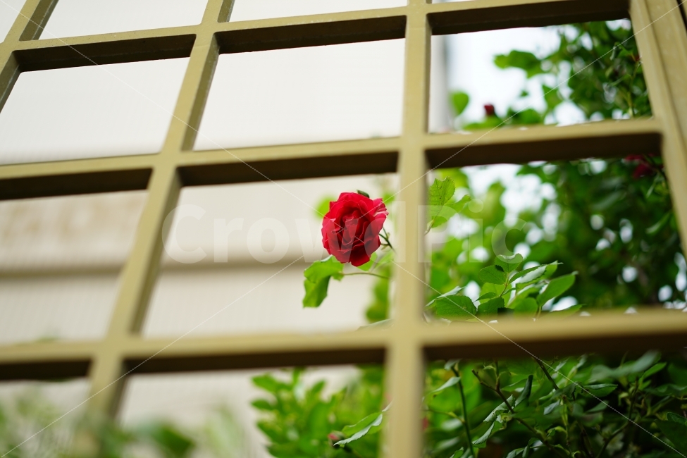 장미,꽃,플라워,레드,빨강,식물,화사,봄,여왕,아름다움,일상,스냅,행복,flower,로즈,rose,길,거리,식물,자연,plants,nature,꽃,flower