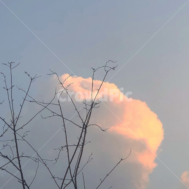 하늘,구름,나무,나뭇가지,노을,일몰,sky,cloud,자연,풍경,nature,landscape,outdoors,옥외