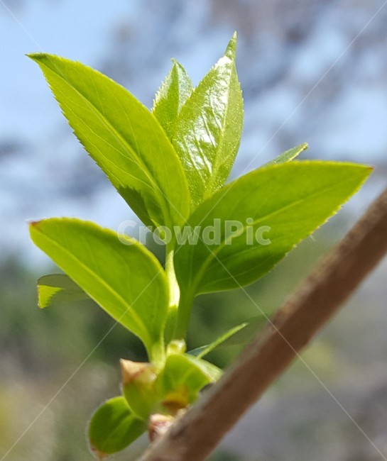 plant,식물,새싹,연두색,어린잎,식물,자연,plants,nature