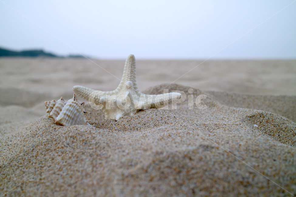 해변,여름,불가사리,소라,모래사장,모래,바다,해수욕장,바캉스,휴가,계절,소라껍데기,해변,바다,beach,sea