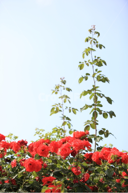 장미,장미꽃,장미축제,여름,꽃,식물,장미공원,rose,빨간장미,노랑장미,여름식물,5월,5월꽃,로즈데이,식물,자연,plants,nature,꽃,flower