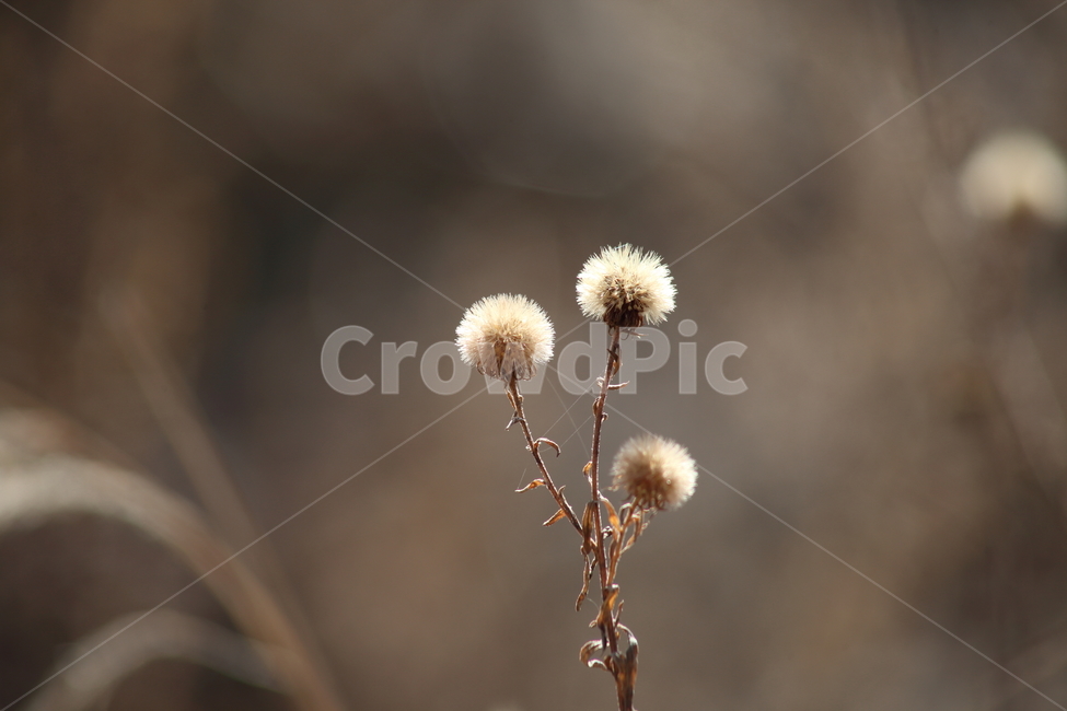 씨앗,종자,번식,식물,seed,식물,자연,plants,nature