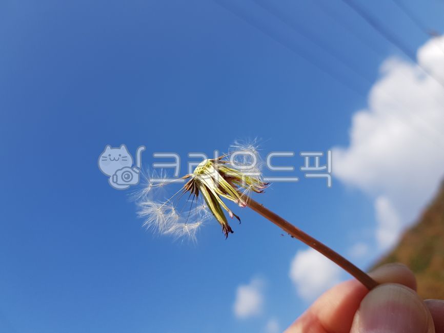 flower,꽃,민들레,민들레꽃,dandelion,dandelionseeds,민들레홀씨,홀씨
