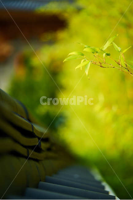 대나무,기와,절,사찰,사군자,식물사진,나뭇잎,한국전통,한국문화,korean traditional,korean culture,식물,자연,plants,nature,감성,sensible,feeling