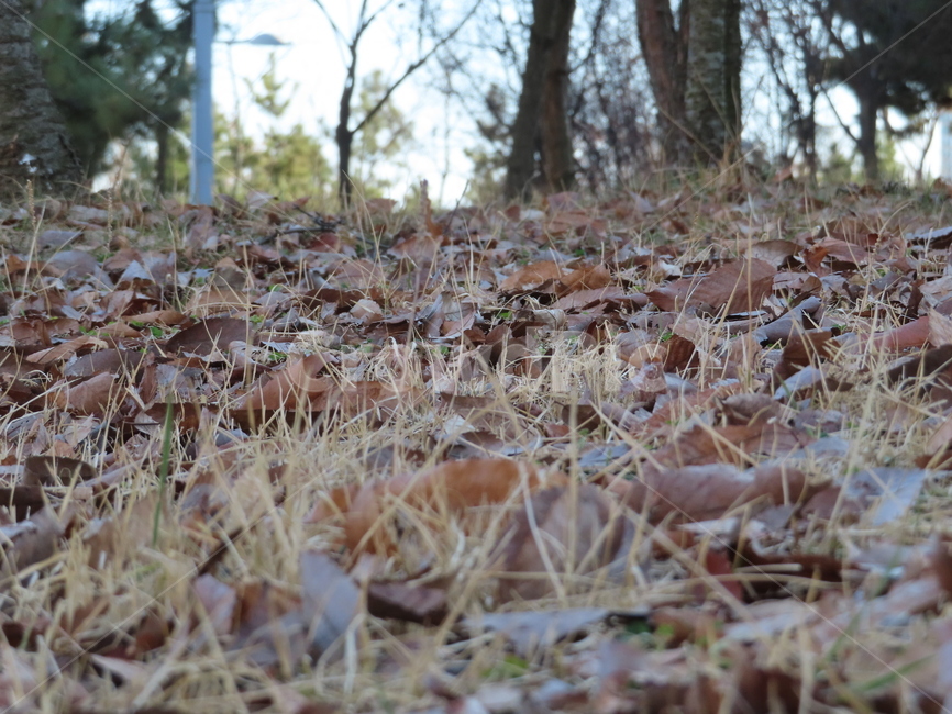 가을,낙옆,떨어지다,식물,자연,공원,쓸쓸함,잔디,thefall,fall,park,nature,parks,loneliness,grass