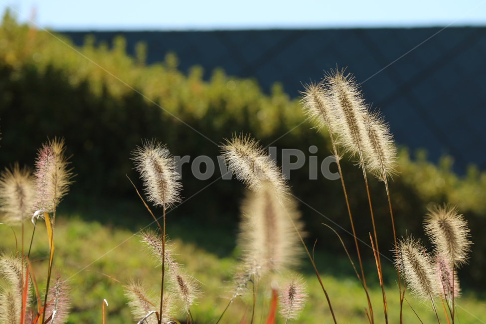 강아지풀,풀,가을,계절,식물,자연,풀밭,가을,계절,fall,autumn,season,식물,자연,plants,nature,grass,잔디,plant,lawn,reed,갈대
