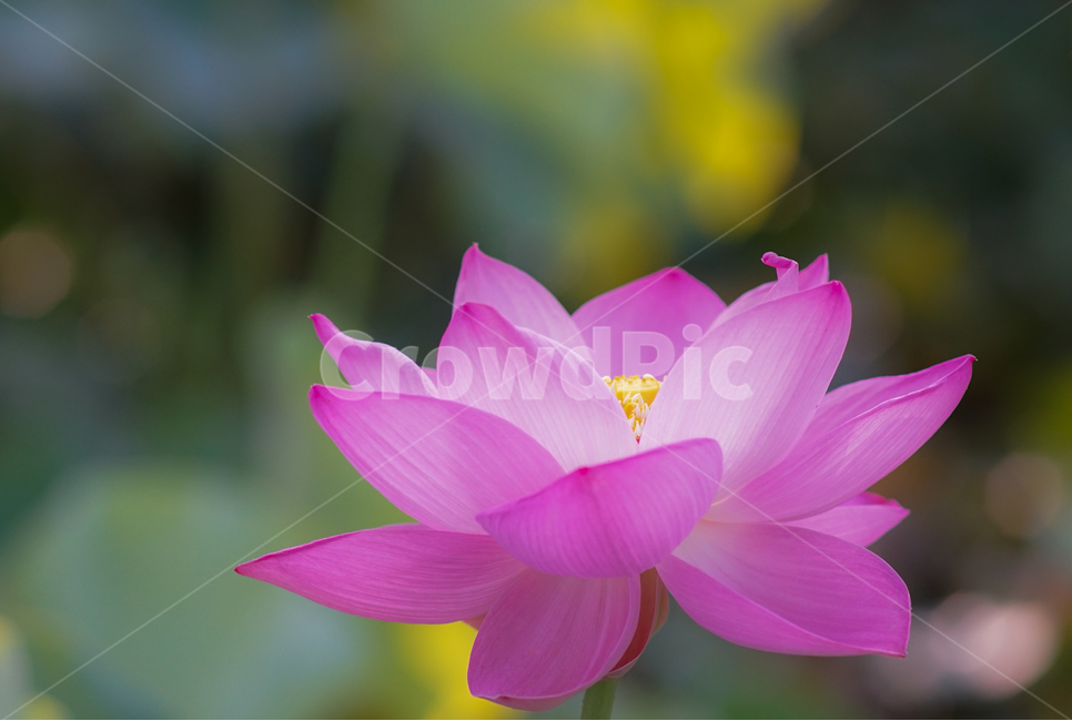 연,연꽃,연밭,수생,식물,연잎,식용,꽃,식물,자연,plants,nature,꽃,flower