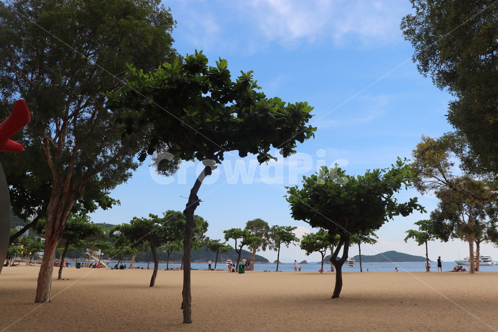나무,tree,해변,바다,하늘,sky,자연,자연,풍경,nature,landscape,plant,식물,tree trunk,나무 줄기