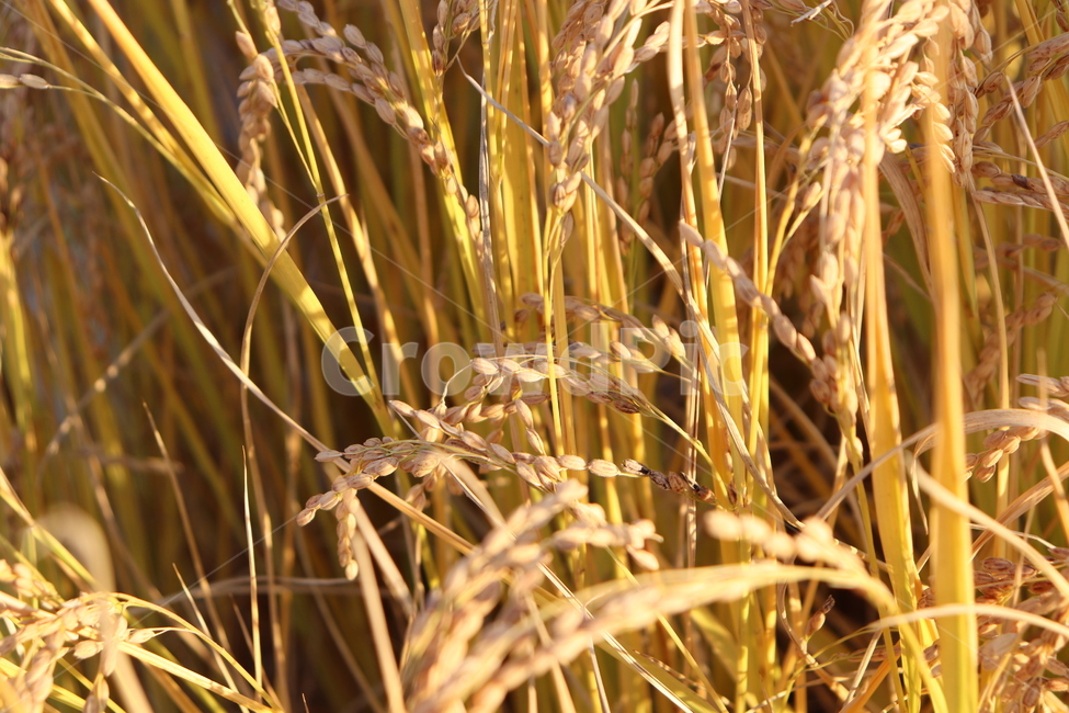 벼,가을,수확,추석,추수,쌀,농촌,노란색,농사,가을,계절,fall,autumn,season,곡류,곡식,cereals,산업,industry,industrial,농업,농사,agriculture,farming,farming industry,plant,식물