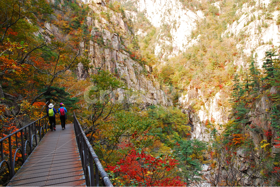 가을,설악산,천불동계곡,가을배경,국립공원,풍경,한국풍경,한국자연경관,가을산,nature,자연,outdoors,옥외,골짜기,seoraksannationalpark,nationalpark,산,maple,강원도,배경,바탕,백그라운드,background,fall,autumn,season,시즌,계절,계곡,단풍나무,tree,나무,leaf,잎,plant,단풍,협곡,10월,mountain,outdoor,사람,철계단,등산로,등산객,가을,계절,fall,autumn,season,자연,풍경,nature,landscape,building,건물