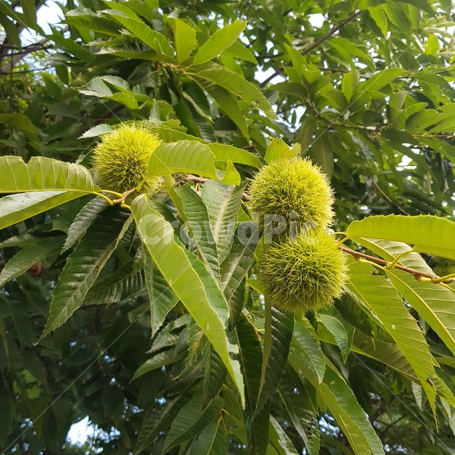 밤열매,초록,늦여름,자연,밤송이,밤가시마을,초록색,green,nature,tree,leaf,잎사귀