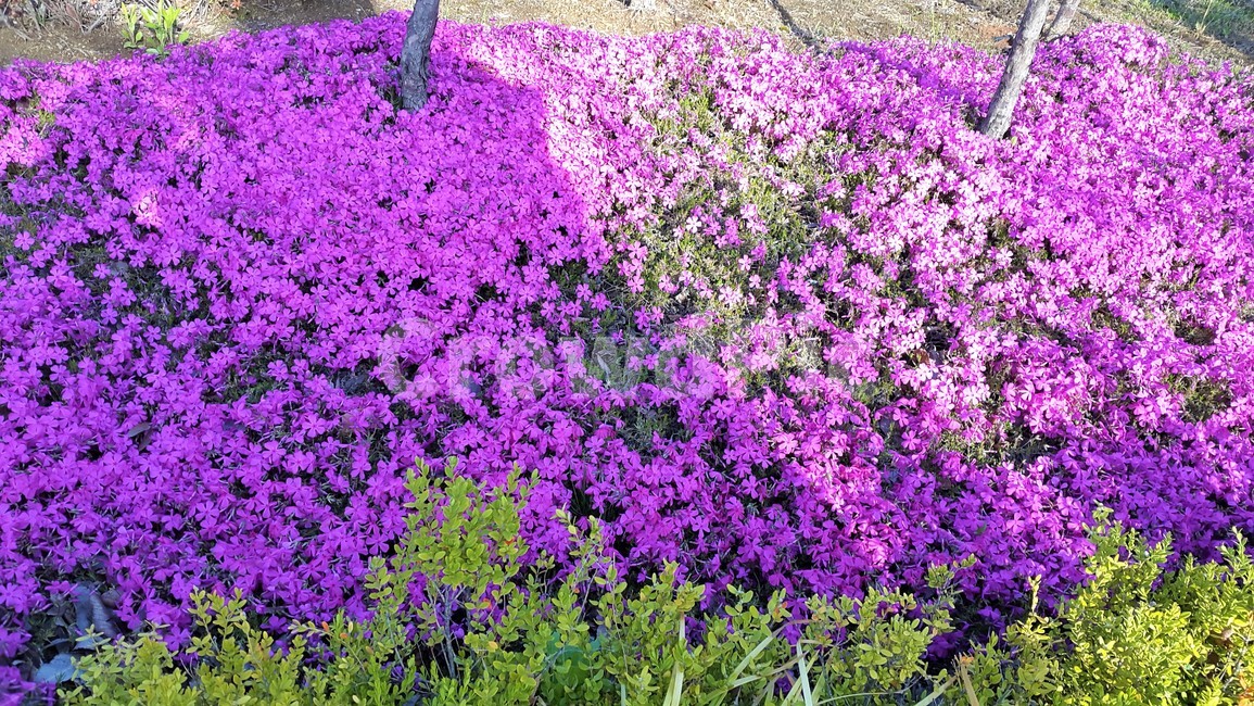 보라꽃,꽃,식물,자연,plants,nature,flower,식물,자연,plants,nature,꽃,flower