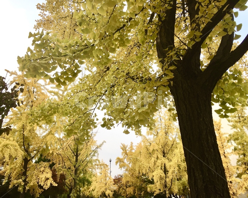 가을,은행나무,노란색,fall,ginkgo,maidenhairtree,autumn,나뭇잎,leaves,나무,tree