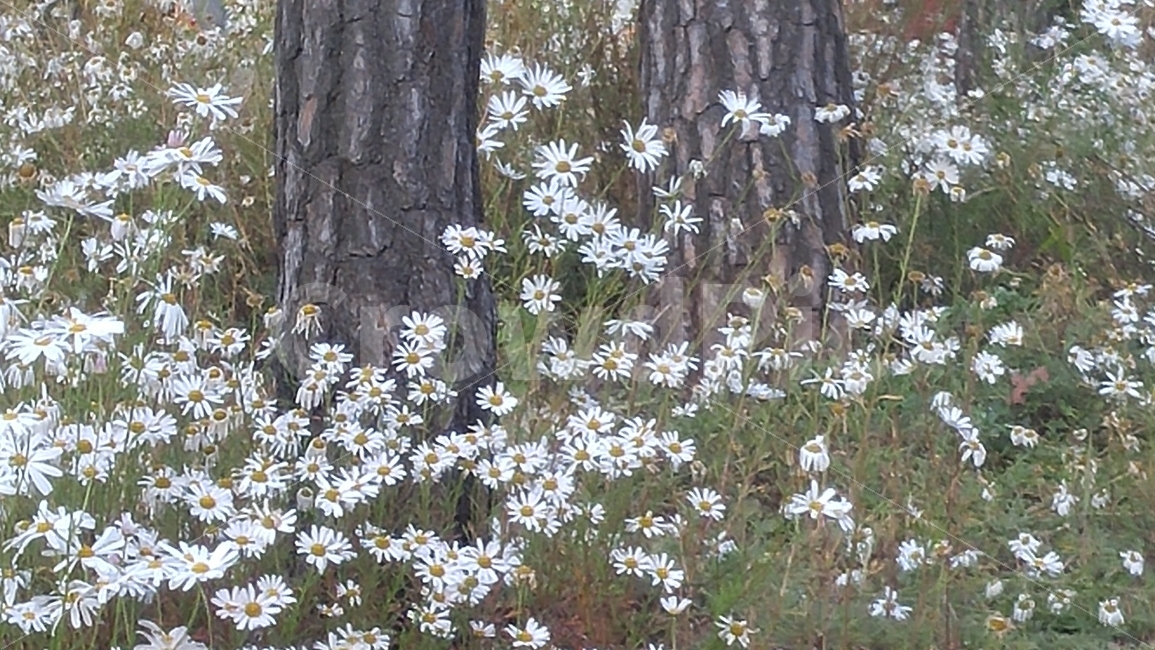 들국화,꽃,꽃밭에,화단,정원,소나무,자연,힌꽃,식물,자연,plants,nature,꽃,flower,감성,sensible,feeling