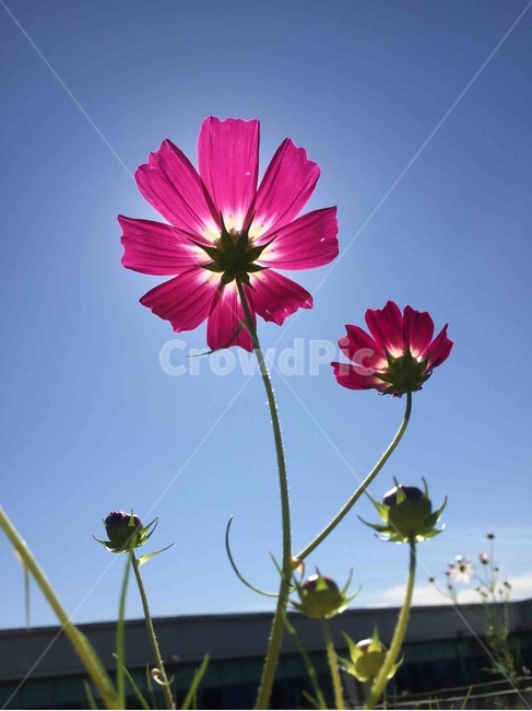 꽃,코스모스,햇살,가을,가을꽃,가을,계절,fall,autumn,season,식물,자연,plants,nature,꽃,flower,plant