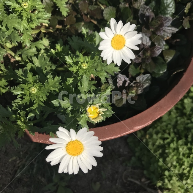 꽃,plant,식물,flower,봄