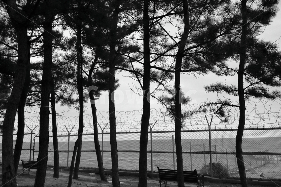 감성사진,역광사진,소나무,바다,속초,하늘,여름,풍경,sea,summer,sky,sand,해변가,계절,tree,흑백,모노톤,monochrome,black and white