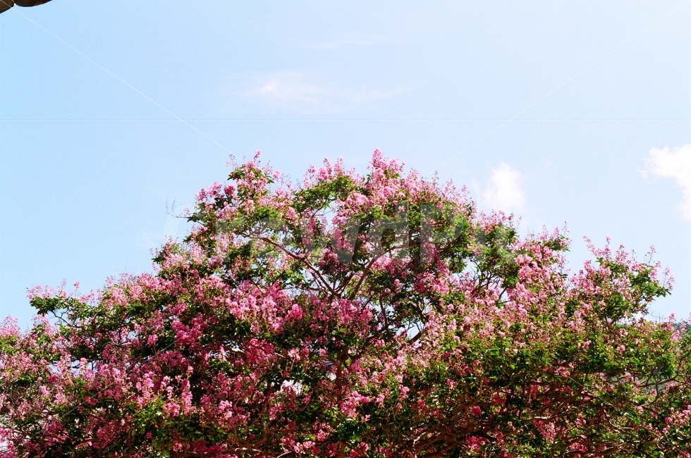 필름사진,풍경사진,배롱나무,백일홍,꽃,식물,자연,plants,nature,꽃,flower,나무,trees,wood