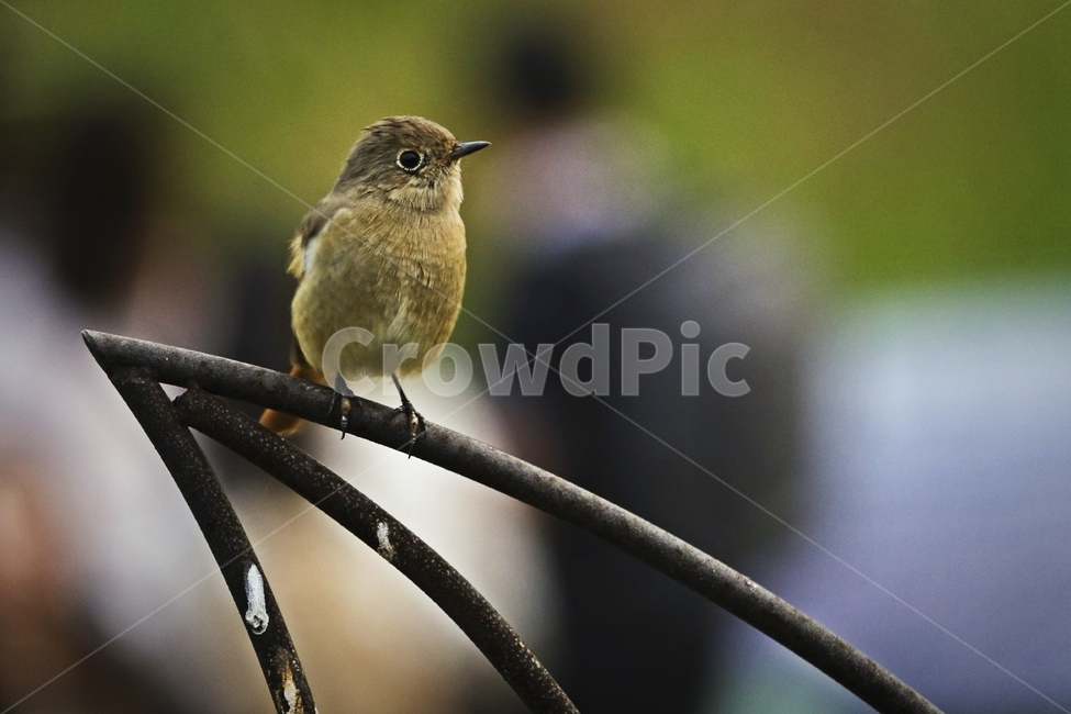 새,bird,동물,animal,asmallbird
