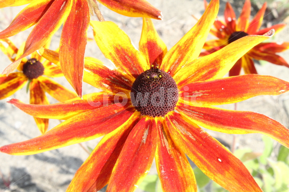 루드베키아,원추천인국,꽃,식물,야생화,Coneflower,식물,자연,plants,nature,꽃,flower