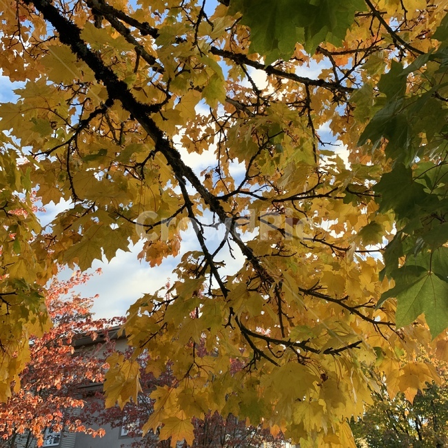 낙엽,메이플,단풍,캐나다,밴쿠버,잔디,잎,leaf,person,식물,tree,인간,손,가을,fall,autumn,maple,나무,가을,계절,fall,autumn,season