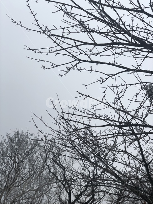 겨울,나뭇가지,앙상함,서글픔,석연함