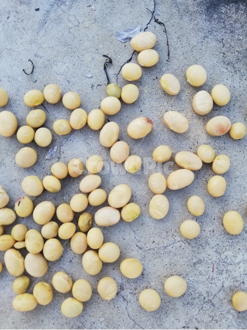 메주콩,동그라미,노란색,메주,노란콩,콩류,견과류,beans,pulse,nuts,dry fruits