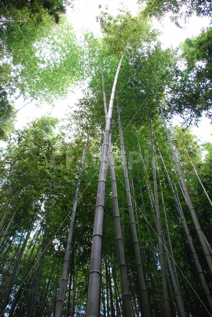 죽녹원,담양,대나무,초록,나무,자연,풍경,nature,landscape,plant,식물